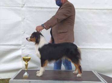 New Champion in our Kennel