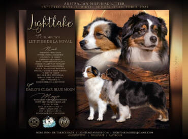 Australian Shepherd litter “R”